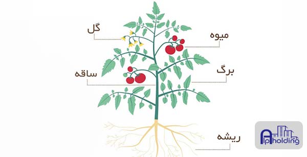 آناتومی گوجه فرنگی
