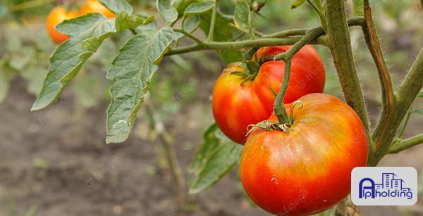 رشد گوجه فرنگی