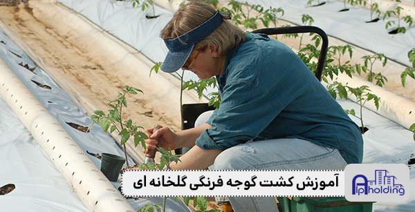 کشت گوجه فرنگی گلخانه ای-آلپ هلدینگ
